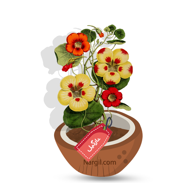 Nargil_Tropaeolum Majus